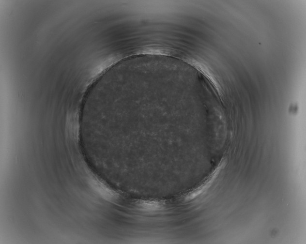 X0000097620349200803142007