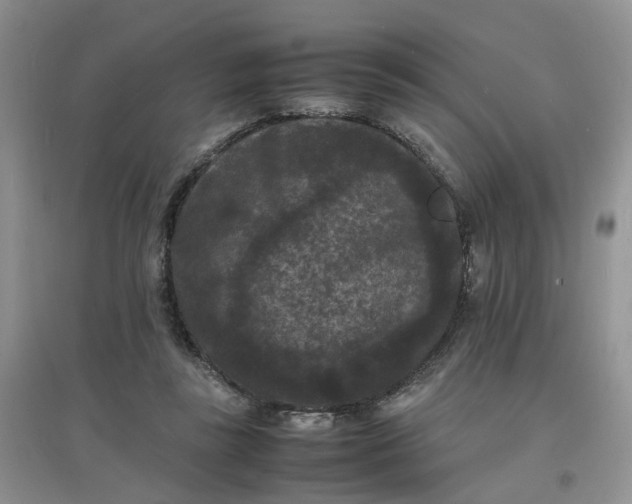 X0000097620355200803142007