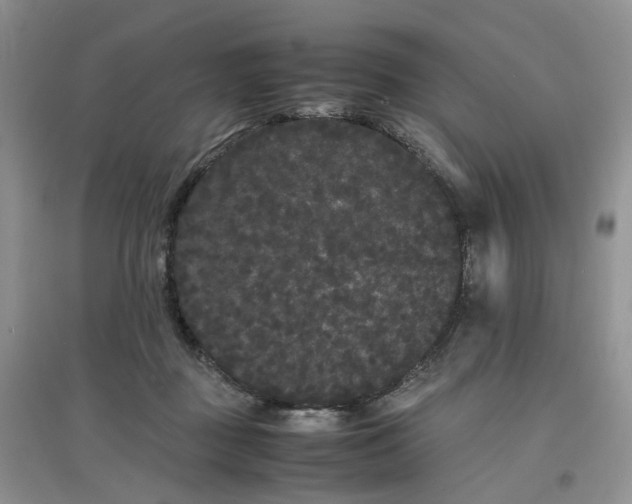 X0000097620363200803142007