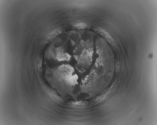 X0000097620365200803142007