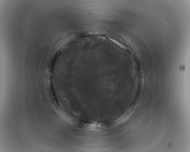 X0000097620366200803142007