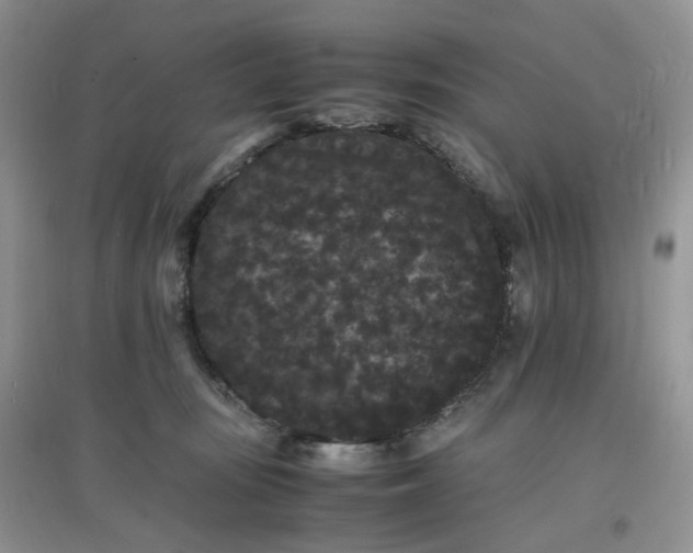X0000097620371200803142007
