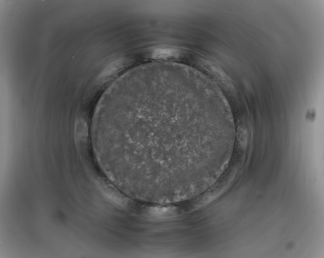 X0000097620375200803142007