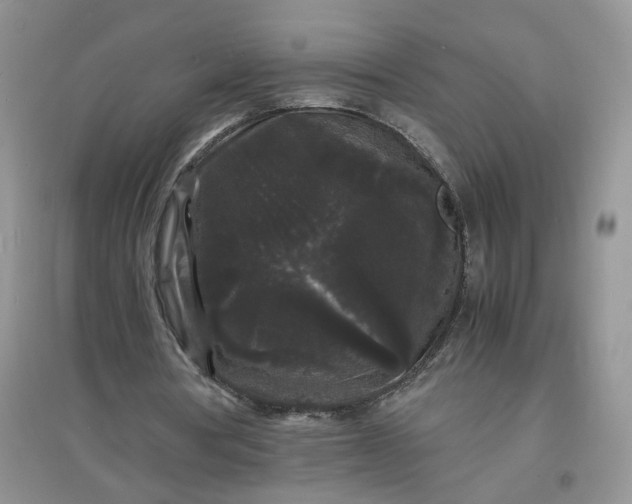 X0000097620386200803142007