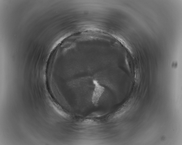 X0000097620390200803142007