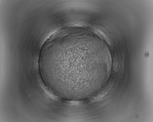 X0000097620394200803142007
