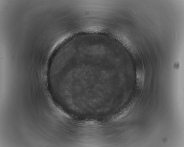 X0000097620396200803142007