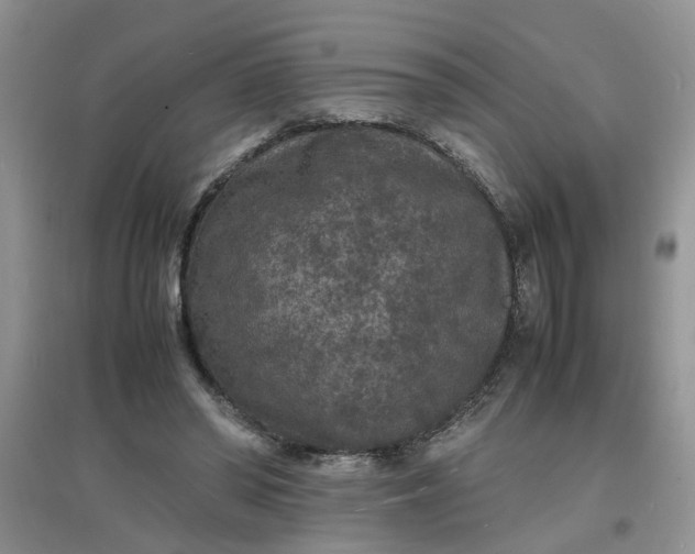 X0000097620398200803142007