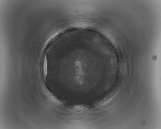X0000097620399200803142007