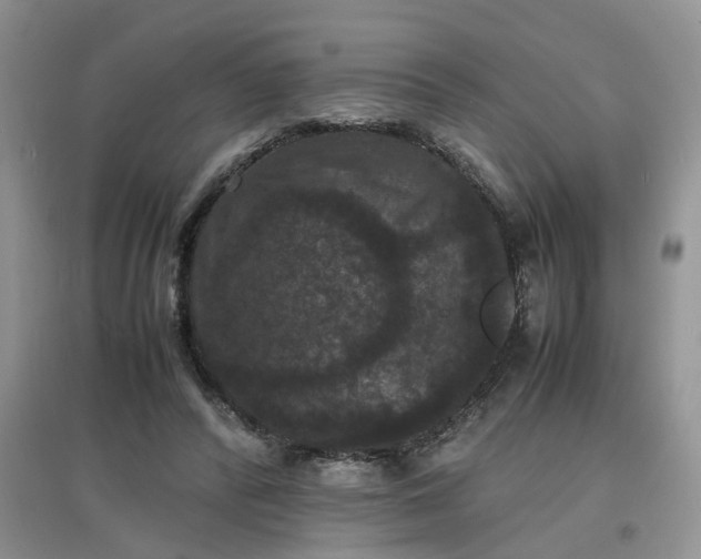 X0000097620400200803142007