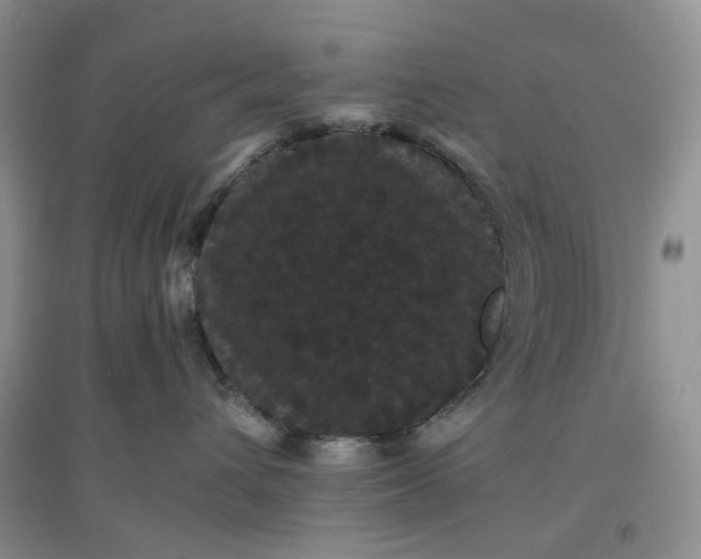 X0000097620432200803142006