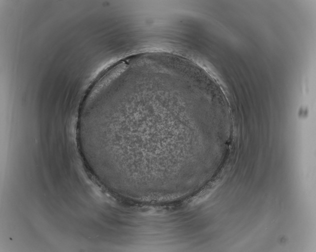 X0000097620434200803142006
