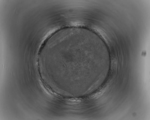 X0000097620443200803142006