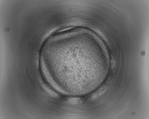 X0000097620446200803142006