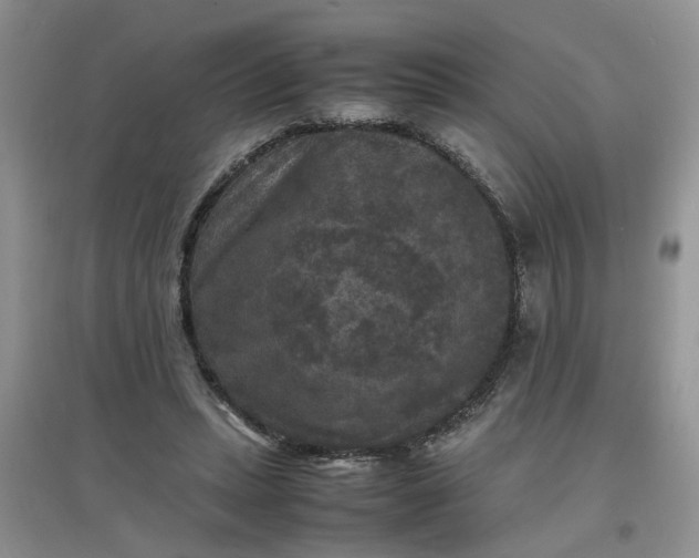 X0000097620447200803142006
