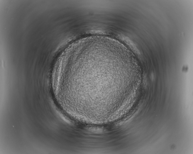 X0000097620449200803142006