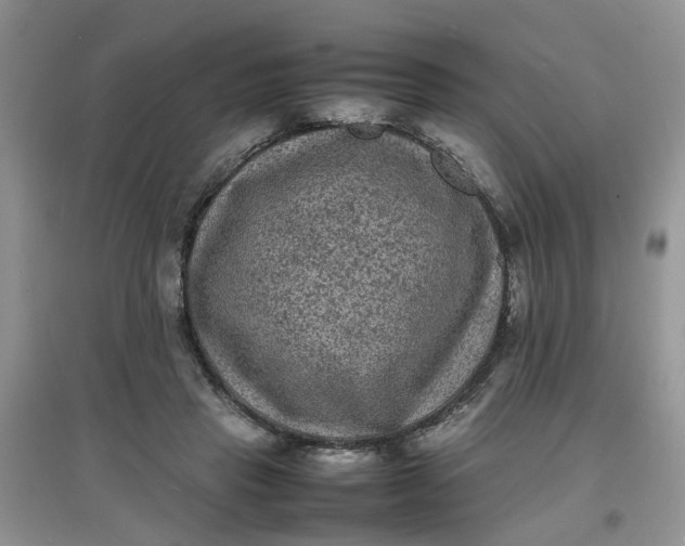 X0000097620453200803142006
