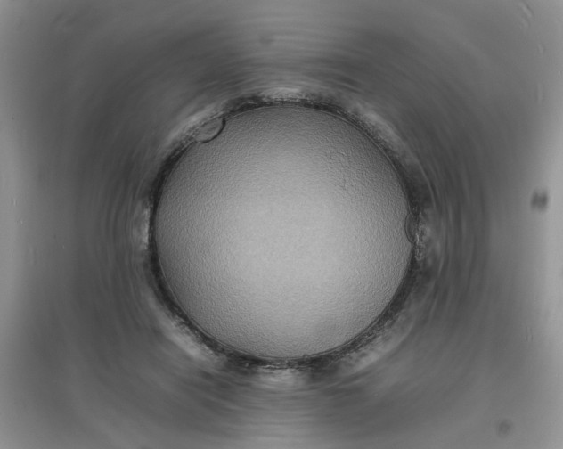 X0000097620454200803142006