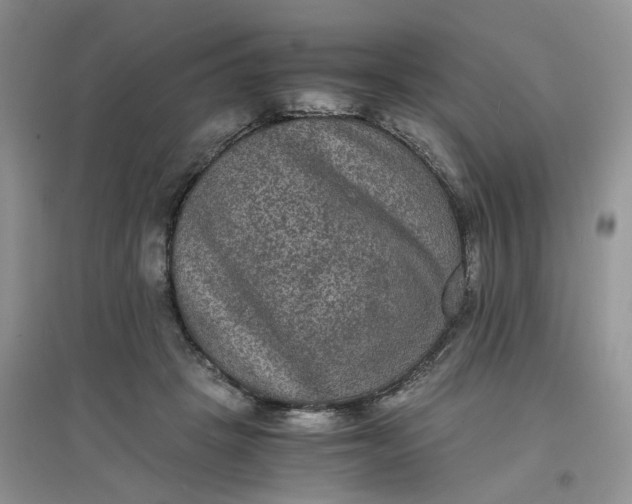 X0000097620457200803142006