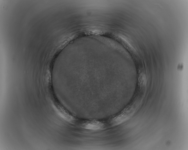 X0000097620459200803142006