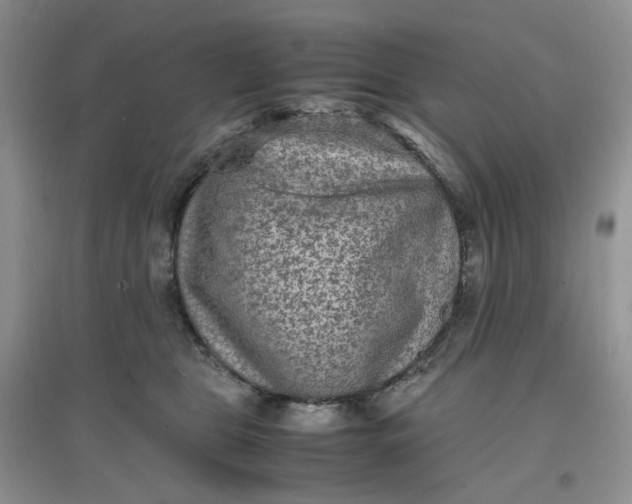 X0000097620469200803142006