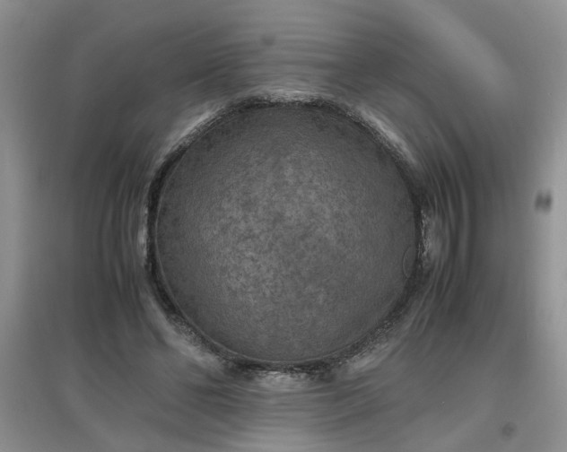 X0000097620494200803142005
