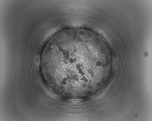 X0000097620495200803142005