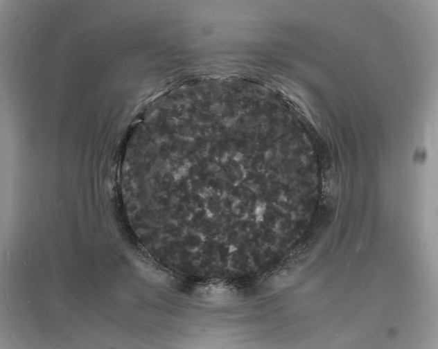 X0000097620503200803142005