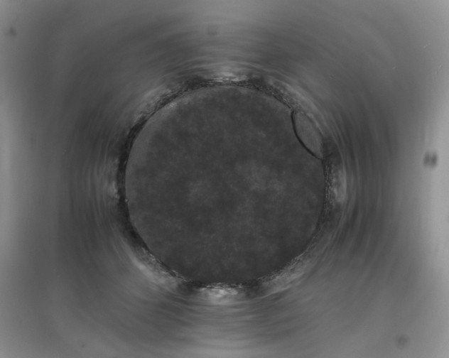 X0000097620512200803142005