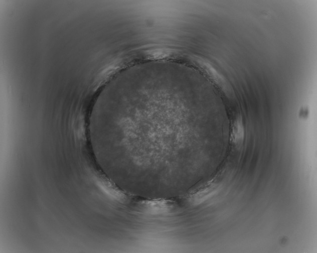X0000097620524200803142005