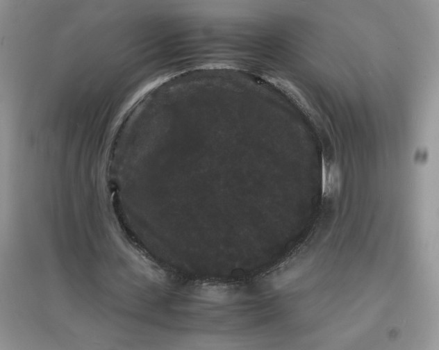 X0000097620531200803142004
