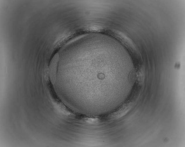 X0000097620552200803142004