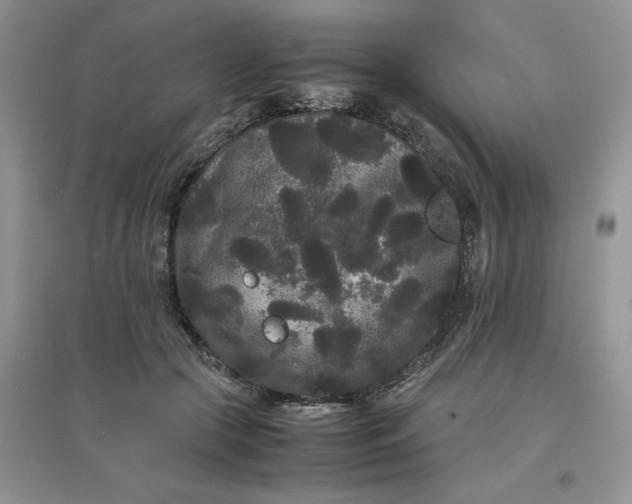 X0000097620553200803142004