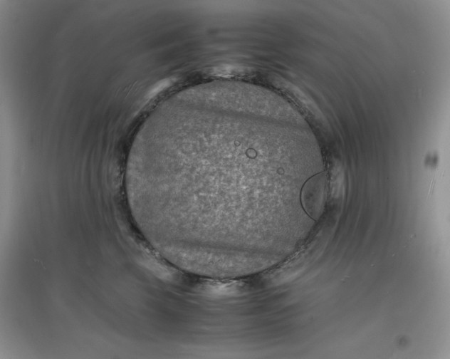 X0000097620569200803142005