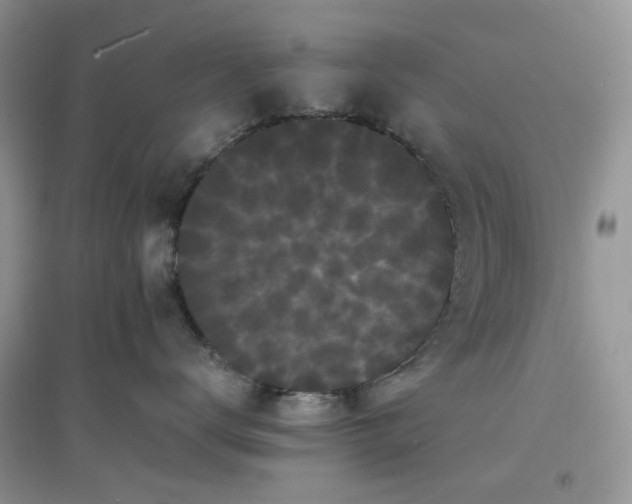 X0000097620672200803142003