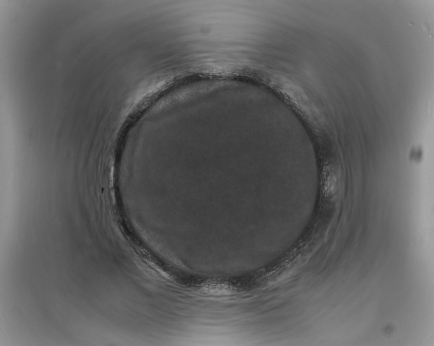 X0000097620685200803142002