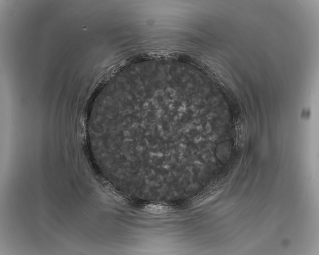 X0000097620699200803142002