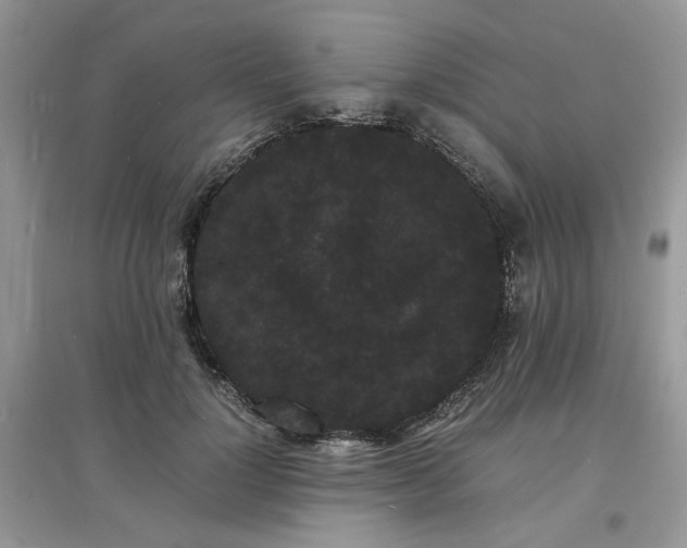 X0000097620748200803142002