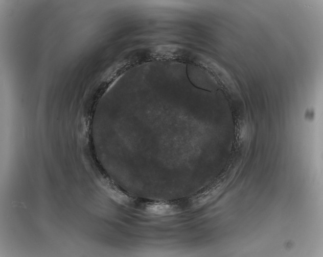 X0000097620759200803142002