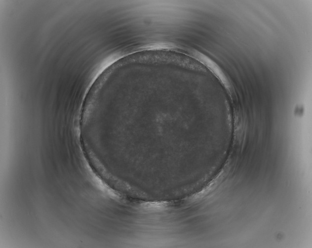 X0000097620810200803142001