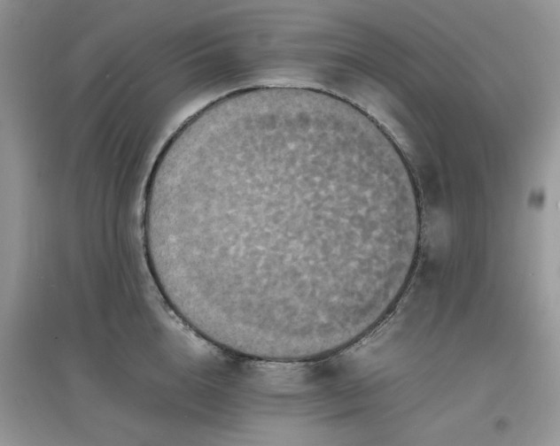 X0000097620856200803142000