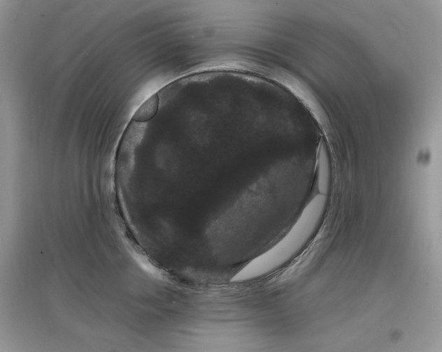 X0000097620858200803142000