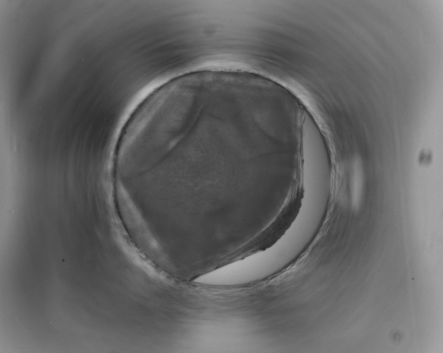 X0000097620864200803142000