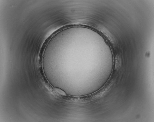 X0000097620876200803142000