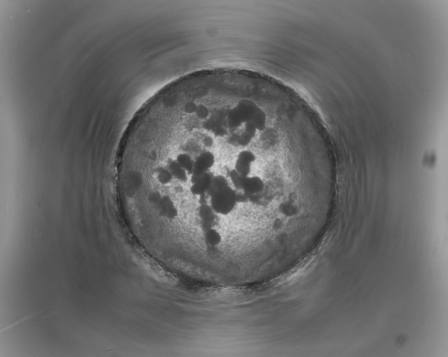 X0000097620879200803141959