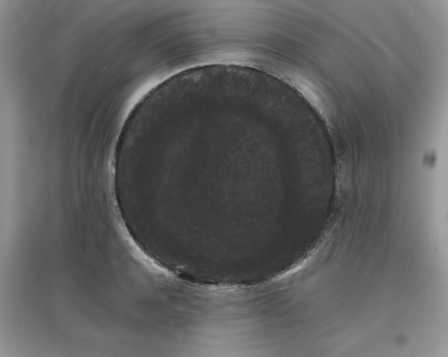 X0000097620944200803141959