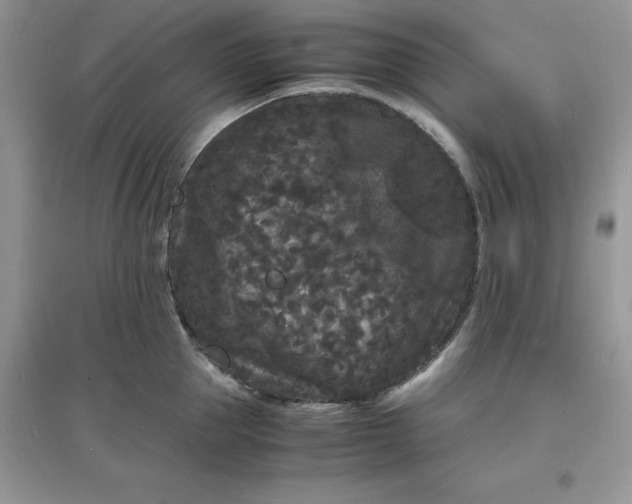 X0000097620953200803141959