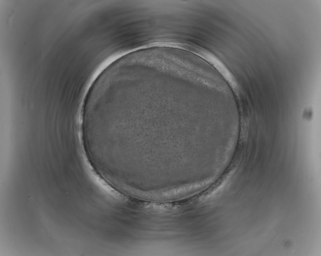 X0000097620955200803141959