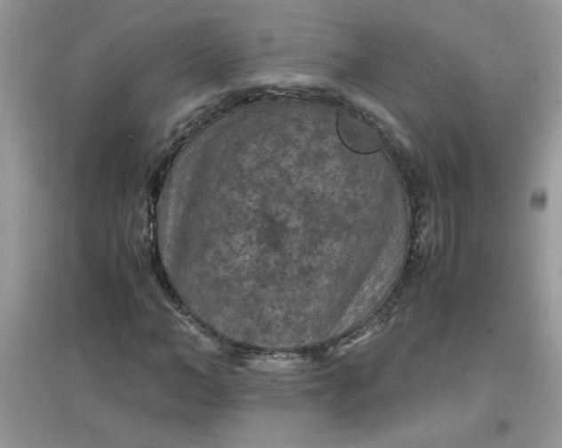X0000097620966200803141958