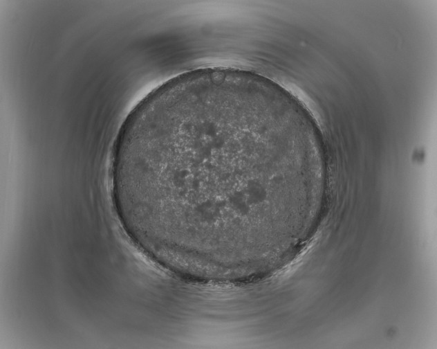 X0000097620983200803141958